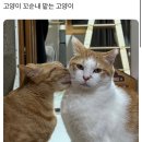 고양이 꼬순내 맡는 고양이 이미지