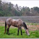 장원목장 이미지