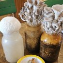 성내농장 | 강동 가족, 단체 식당 추천!! 25년 전통의 직영버섯농장 건강 맛집 &#39;버섯잔치집&#39; 찐후기