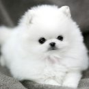 화이트포메라니안 이미지