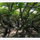 서당골산 등산로 | [스크랩] ＜송정박상진호수공원둘레길 &amp; 무룡산 오솔길 트레킹＞길동무프로그램 후기