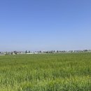 약방집손녀딸 | 보리차 티 블렌딩 클래스 in 군산체험활동_군산 꽁당보리축제