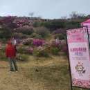 황매산 철쭉제 | 합천 황매산 철쭉제 2026년 일정과 가기 전 참고할 점