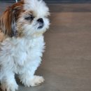 오늘도귀엽개 이미지