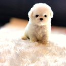 강아지분양 더펫 이미지