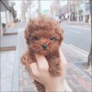 어바웃독 이미지