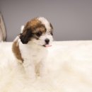 푸숑푸숑 이미지