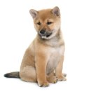 스타동물의료센터 이미지