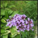 버들마편초 Verbena bonariensis L. 이미지