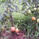 숲속농장 이미지