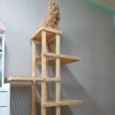 아리아캣 네이버블로그