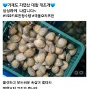 싱싱한 자연산 대합 개조개 이미지