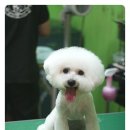 라니네 애견샵 네이버블로그