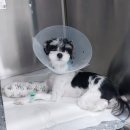 광진 한나동물병원 | 서울 강아지 골절수술 잘하는곳 강아지 골절 수술 후기 비비동물병원