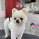 디오펫살롱 이미지