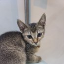 도그마루 강아지고양이 목동점 이미지