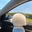 놀러오개 애견유치원 호텔 고기점 이미지