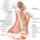 차의과학대학교 대학원 이미지