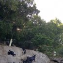 산내들흑염소 이미지