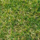 천연잔디구장 이미지