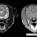 24시 성심동물메디컬센터 이미지