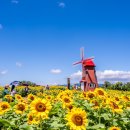 해바라기축산