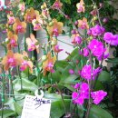 정인플라워 이미지