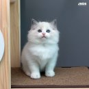 잘난돌스 이미지