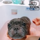 쁘니애견 이미지