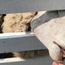 선호목장 이미지