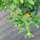 앵두식당 이미지