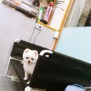 청조애견미용실 네이버블로그