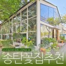 평택 송탄꽃집 나무 플라워 앤 플랜트 스투키 화분 후기