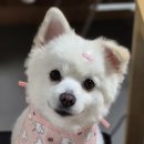 라온 동물 메디컬센터 | [구미동물병원] 라온동물메디컬센터 진료 후기(건강검진, 배탈, 중성화)-2