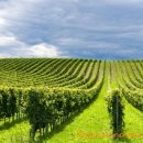 와인성형외과의원 이미지