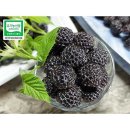 하늘재농원 이미지