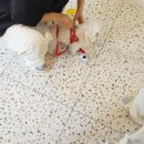 구암동112 | 대구칠곡애견미용 플러피유 말티즈 곰돌이컷 가을맞이 강아지 스타일링