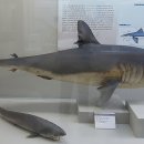 부산해양자연사박물관 이미지