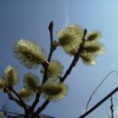 버들강아지 이미지