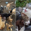 개 최고 이미지