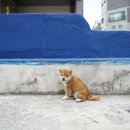 불리한 시바 이미지