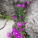 그린밸리펜션 이미지