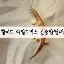와일드PC | [공지] 아이와 함께 곤충 세상 탐험 - 와일드벅스 곤충탐험대 내돈내산 후기