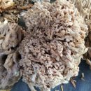 싸리버섯에 있는성분은 노화방지와 치매의 예방 이미지