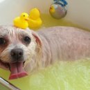 바니펫살롱 이미지