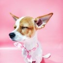 트루디독 이미지