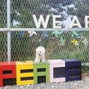 #아름답개 이미지