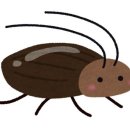 [연구] "바퀴벌레 암컷 3마리면 수컷 없이 번식 가능하다" 이미지