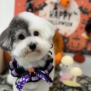 코코바리 이미지