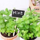 애플민트키우기 여름에도 쑥쑥 잘 자라요 이미지